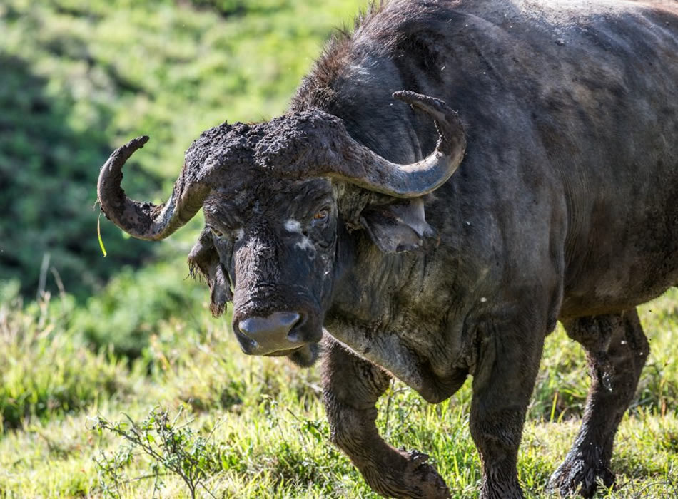  9 Days Kenya & Tanzania Lakes and Parks Safari Experience
